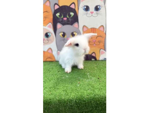 Hollanda Teddy Lop Tavşanı Gönderim Yapılır