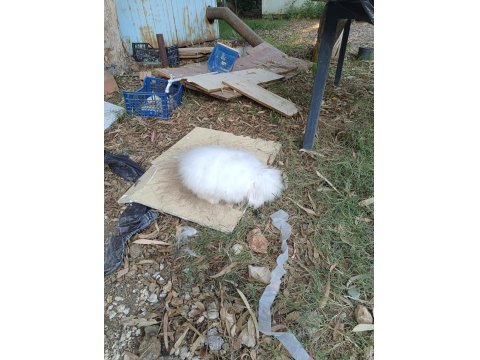 Hollanda Teddy Lop Tavşanı 8 Aylık