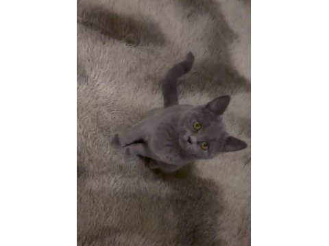 British Shorthair Dişi 2 Aylık