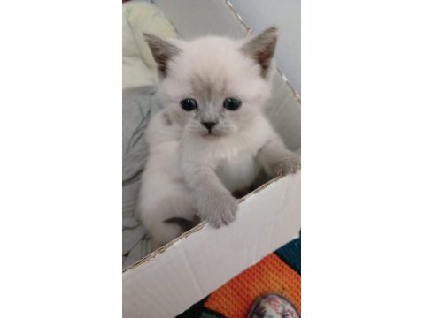 Teslime Hazır Blue Point British Shorthair Minnoşlarım