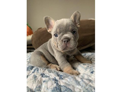 Sağlık Ve Irk Garantili French Bulldog