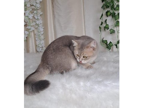 British Shorthair Blue Golden Cana Yakın Uysal