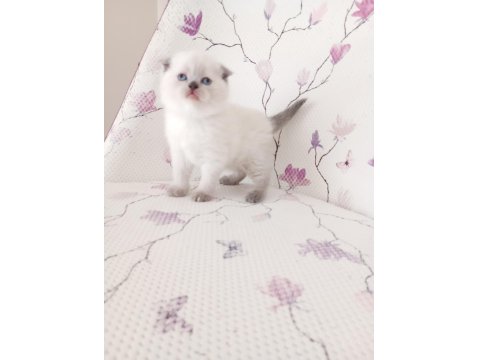 Bal Küpü Kar Topu Scottish Fold Bebekler