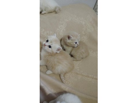 British Bebek Kediler