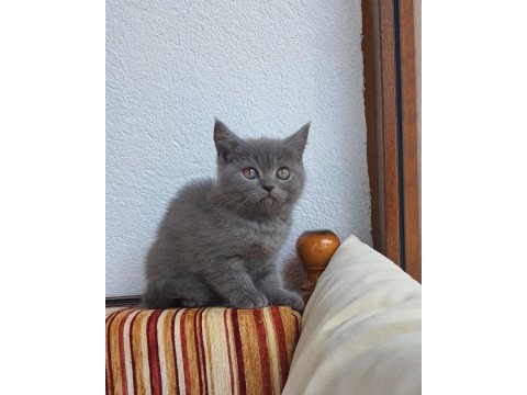 Uygun 2 Aylık Yavru Kedimiz