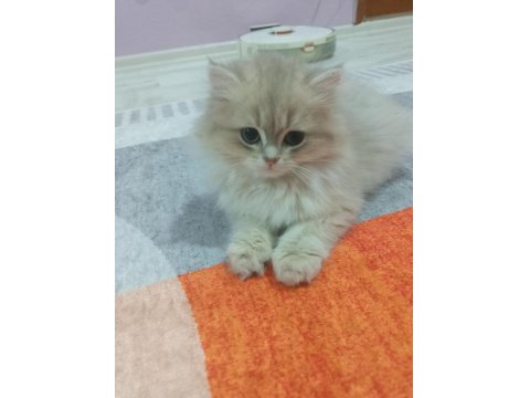 Saf Kan British Longhair Golden Yavrular