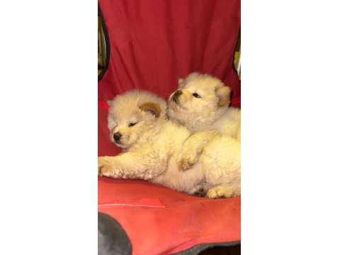 Orjinal Irkının Nadir Özellikleri Mevcut Çin Aslanı