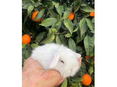 Teddy Lop Tavşanı Yavrular Mavi Göz