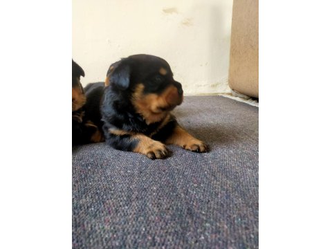 Koca Kafa Rottweiler Yavrular Xxl