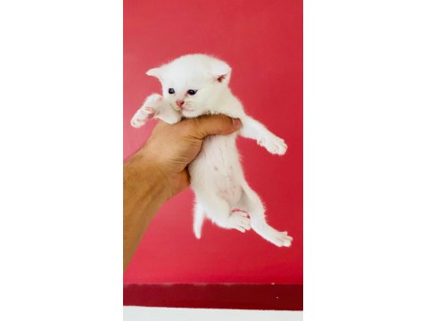Kar Beyaz British Shorthair Erkek