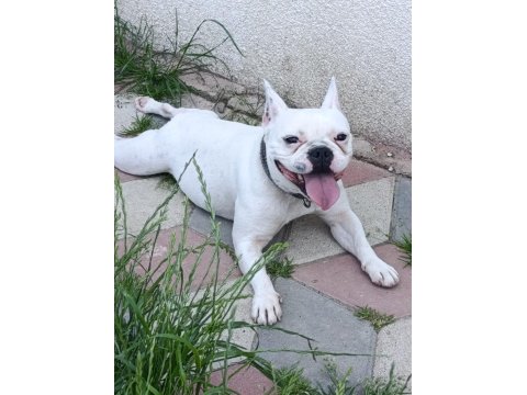 French Bulldog Kızımız Sevgi Dolu Ailesini Arıyor