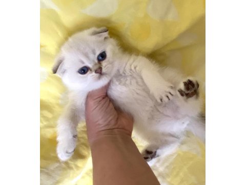Silver Point Ns1133 Safkan Orjinal Scottish Fold Mavi Gözlü