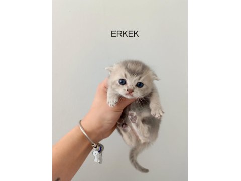 Scottish Fold Yavrularımız