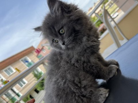 British Longhair Dişi