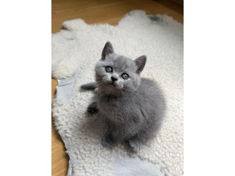 Kedimize Ömürlük Yuva Arıyoruz