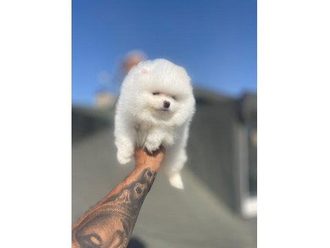 Safkan Irk Ve Sağlık Garantili Pomeranian Boo