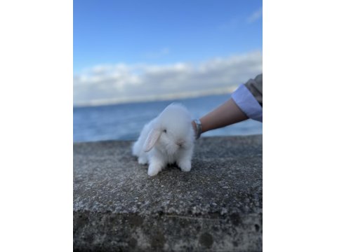 Safkan Hollanda Lop Mini Ve Cüce Tavşanlar Gönderim Var