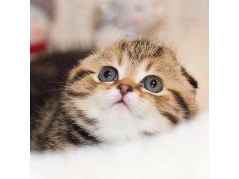 Minik Kıvrım Büyük Sevgi Blackgolden Scottish Fold