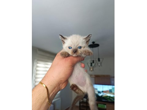 35 Günlük Siyam Kedisi Yavruları