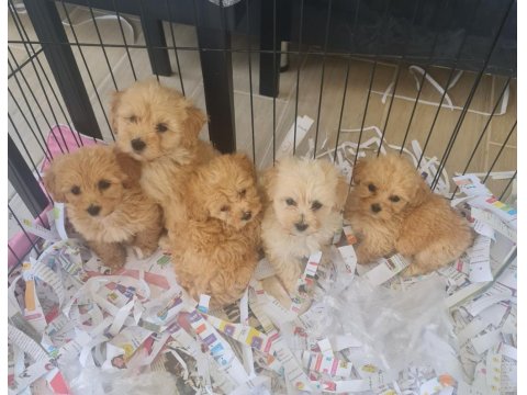 Teslime Hazır Minyatür Maltipoo Minnaklarım