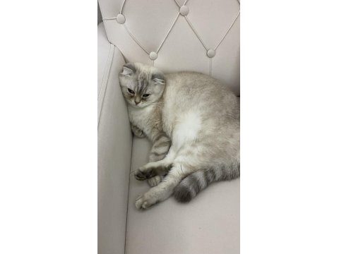 Scottish Straight Kedimiz