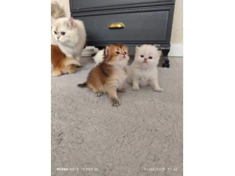 Mükemmel Full Şecereli British Longhair Bebekler