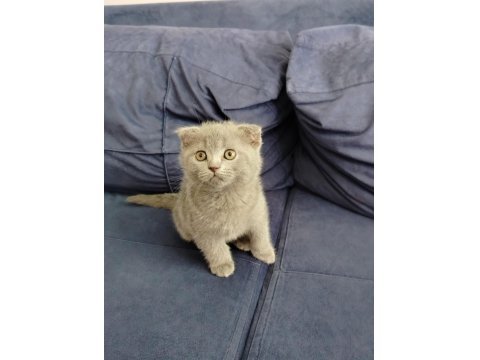 Scottish Fold Kedimiz