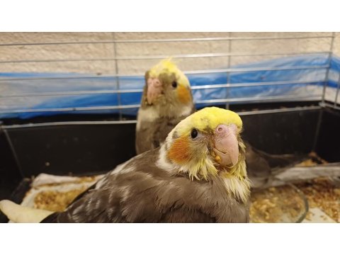 El Besleme Sultan Papağanı