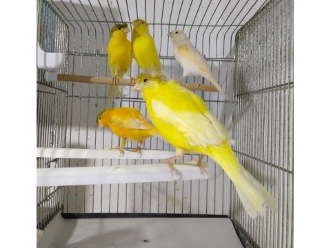Eşe Hazır Dişi Kanaryalar