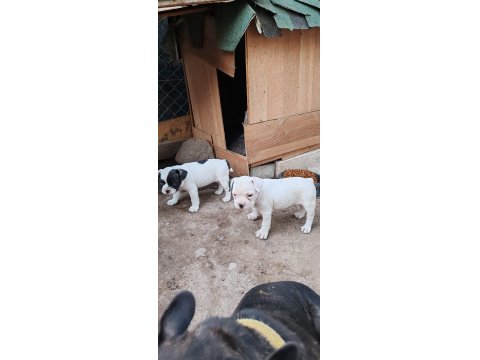 Sağlıklı French Bulldog Yavrularımız