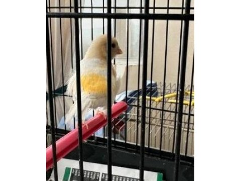 Erkek Al Mozaik Kanarya (2025)