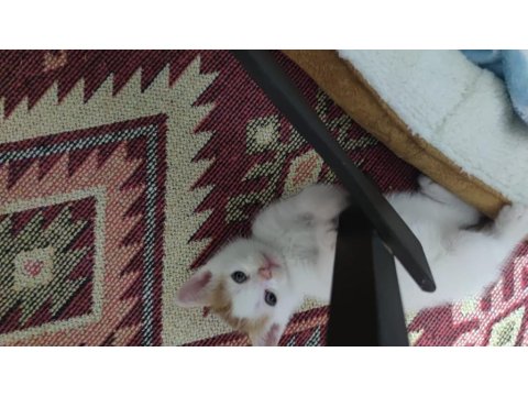 Yavru Kedilerimiz Ömürlük Sahiplerini Arıyor