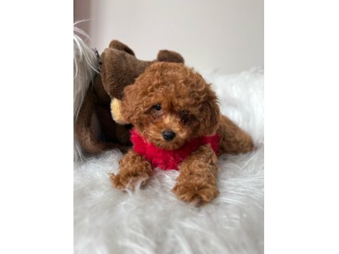 Mini Poodle Yavrular