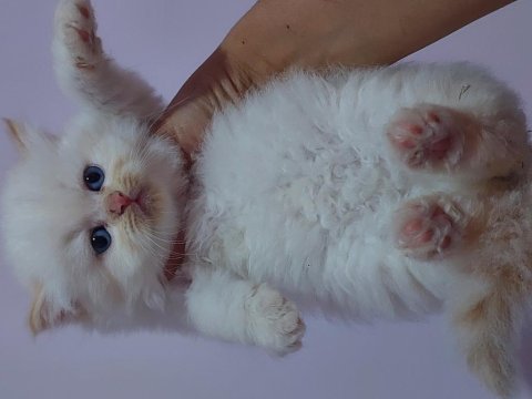 A Kalite Irk Garantili Yavru Kedilerdir (Ücretsiz Değildir)