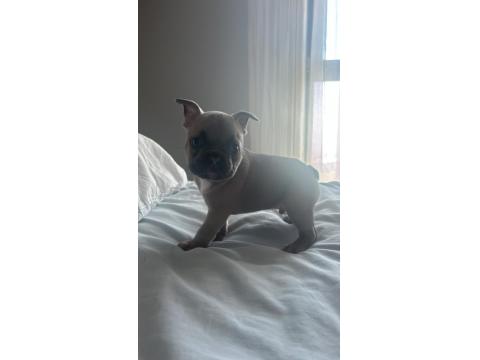 Blue French Bulldog