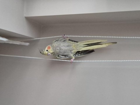 Sultan Papağanları