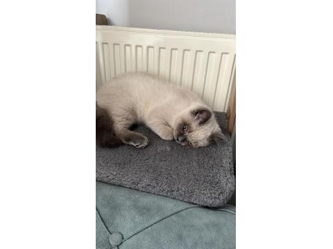 3.5 Aylık British Shorthair Bluepoint