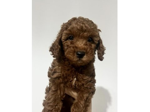 Yavru Toy Poodle