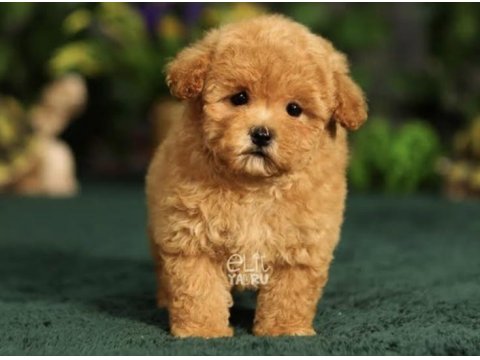 Maltipoo Bebekleri