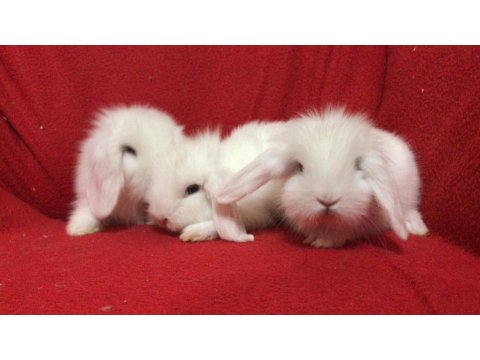 A Kalite Hollanda Teddy Lop Tavşanı Yavrularımız