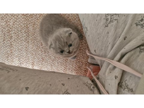 1.5 Aylık Dişi Ve Erkek Kediler