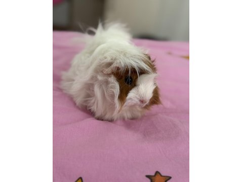 Bütün Eşyalarıyla Dişi Ve Erkek Safkan Guinea Pig