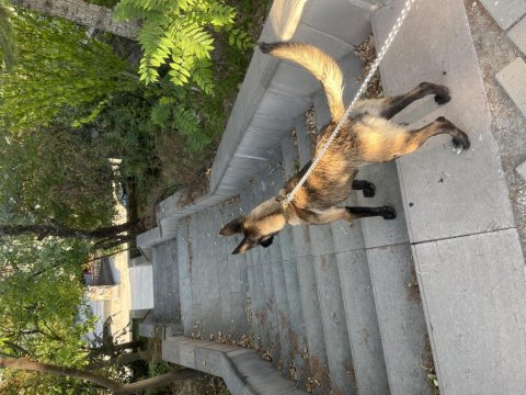 5 Aylık Dişi Belçika Malinois Kurt Köpeği