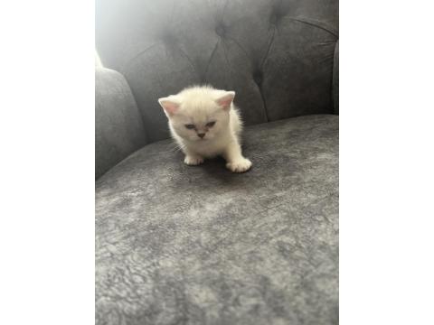 A Kalite Lynx Point Erkek Yavru Kedimiz