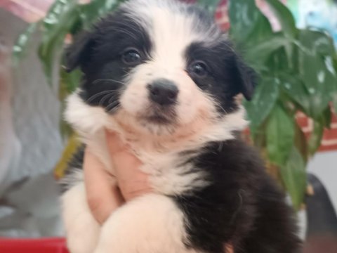 Akıllı Çocuk Border Collie Yavrular