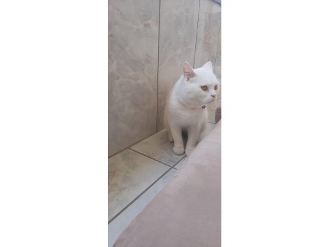 Kartopu Kedim Ücretsiz