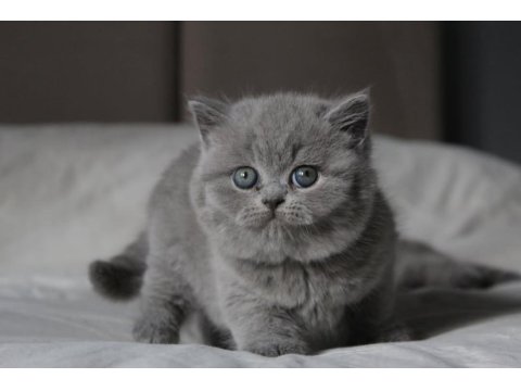 Gümüş Zarafet Gri British Shorthair Yavrumuz