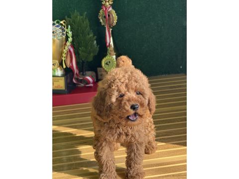 Toy Poodle Cinsi Bebekler