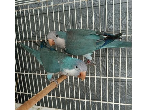 Yuva Hazırlığında Keşiş Monk Papağanları