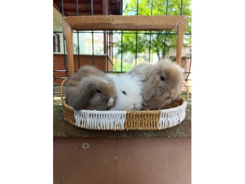 Hollanda Teddy Lop 35 Günlük Tavşan Yavrular